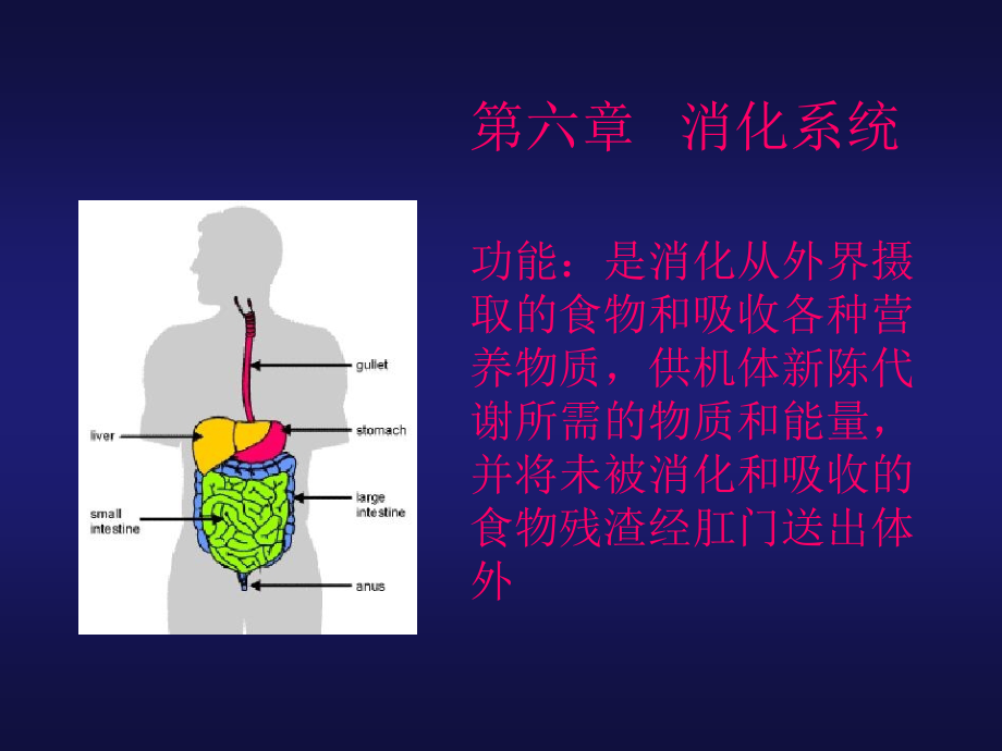 解剖生理学消化系统.ppt_第1页