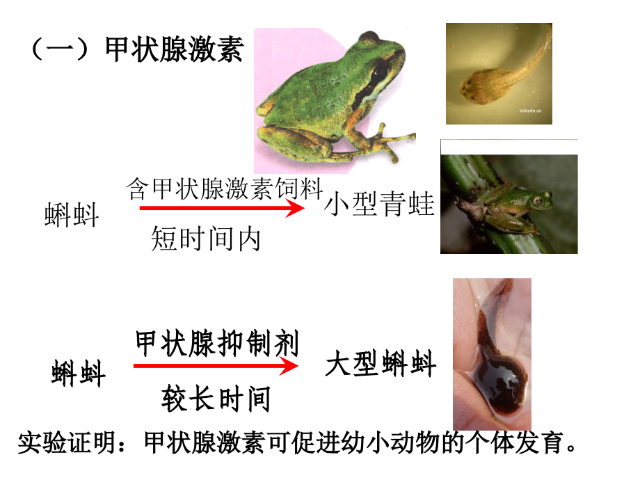 第三节-内分泌系统与体液调节——2甲状腺激素与生长激素.ppt_第2页