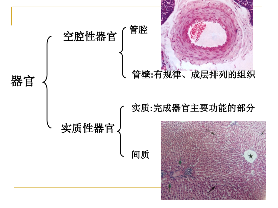 第6章-循环系统.ppt_第2页