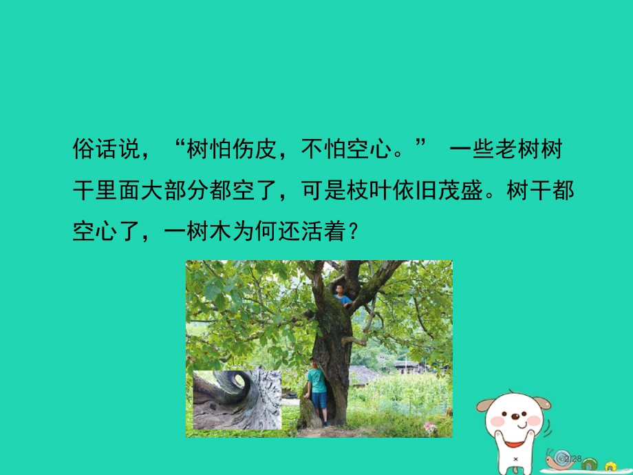 七年级生物上册3.5.5运输作用课件省公开课一等奖新名师优质课获奖课件.pptx_第2页