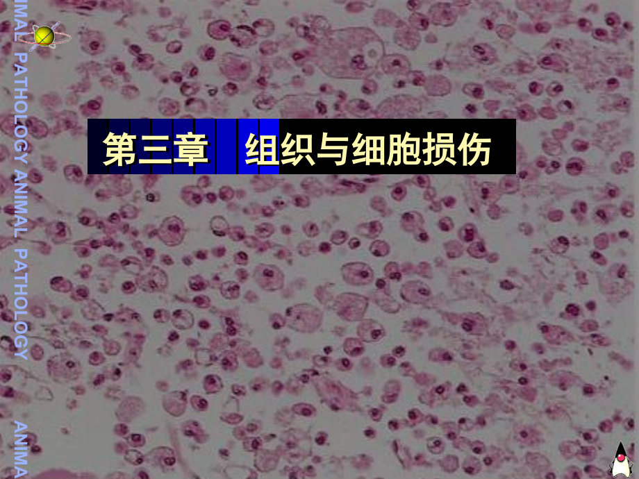 第3章--组织与细胞损伤.ppt_第1页