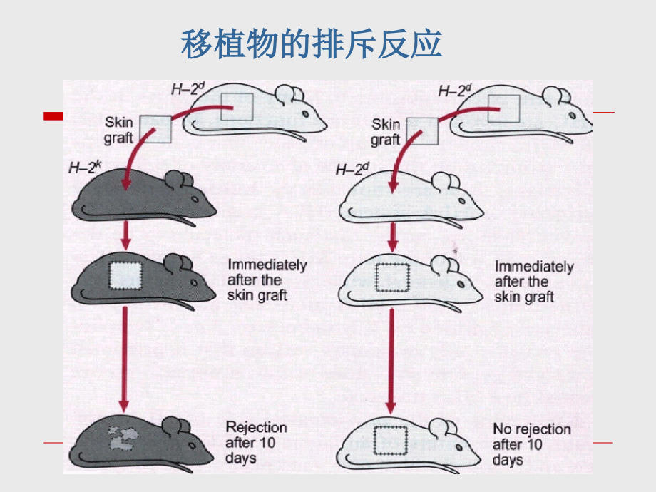 第四章-主要组织相容性抗原.ppt_第2页