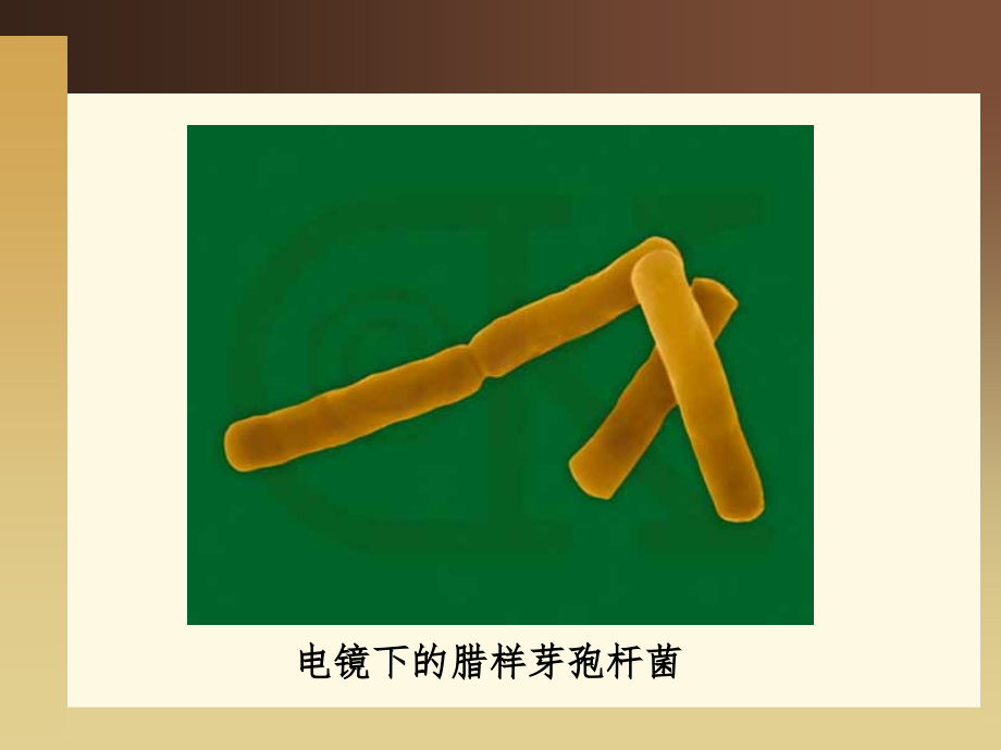 腊样芽孢杆菌.ppt_第2页