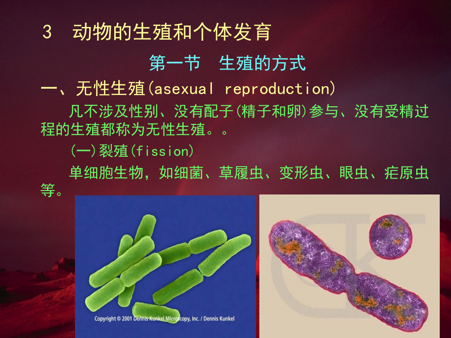 C动物的生殖和个体发育.ppt_第2页