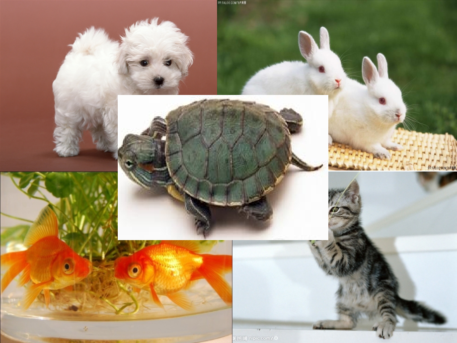 三年级作文课件我喜欢的小动物-(1).ppt_第2页