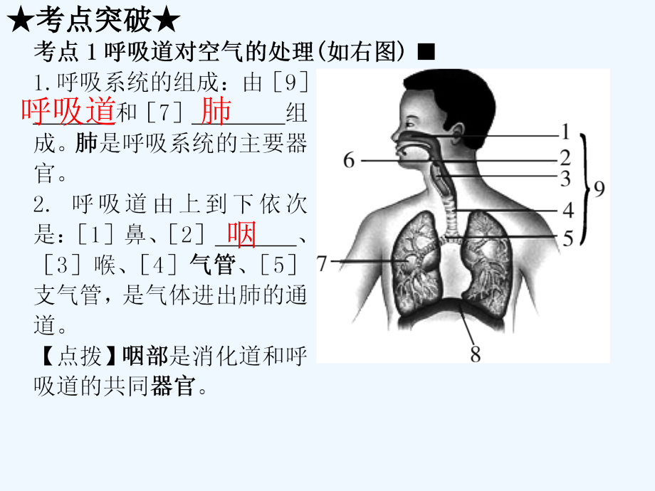 中考生物复习课件第四单元第三章人体的呼吸市公开课一.pptx_第2页