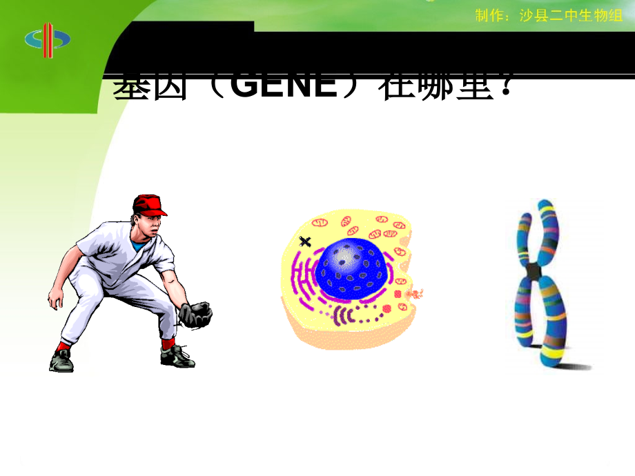 第七单元-第二章-第二节基因在亲子代间的传递.ppt_第2页