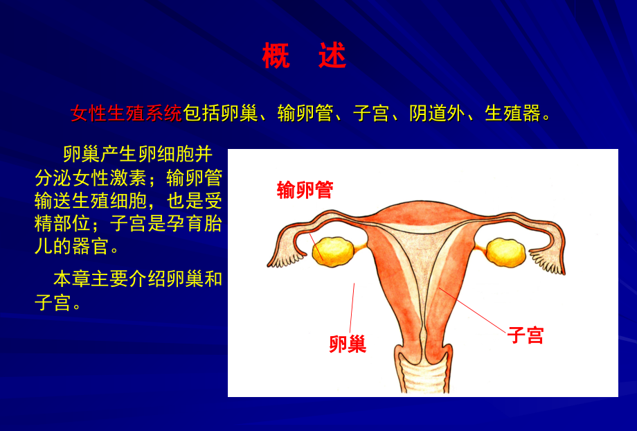 第十五章-女性生殖系统.ppt_第2页