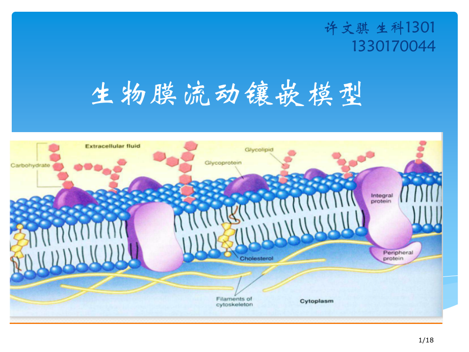 流动镶嵌模型说课市公开课一等奖省赛课微课金奖课件.pptx_第1页