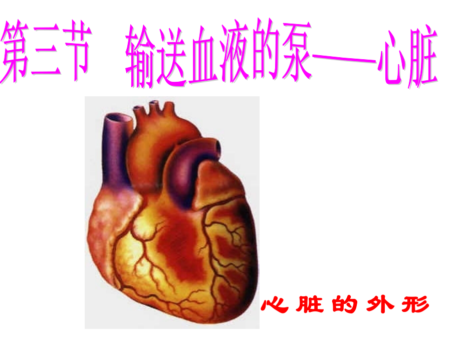 第四章第三节-输送血液的泵——心脏.ppt_第2页