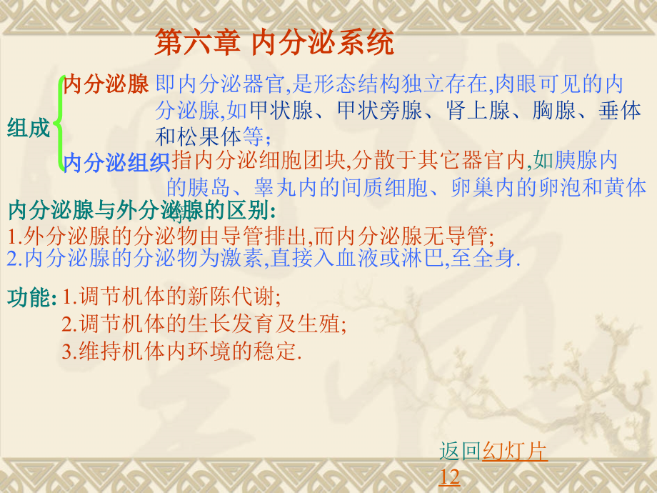 系统解剖学内分泌.ppt_第2页