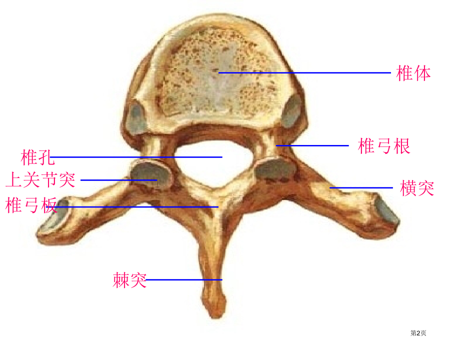 第一次实物标本考试复习人体解剖学市公开课一等奖省赛课微课金奖课件.pptx_第2页