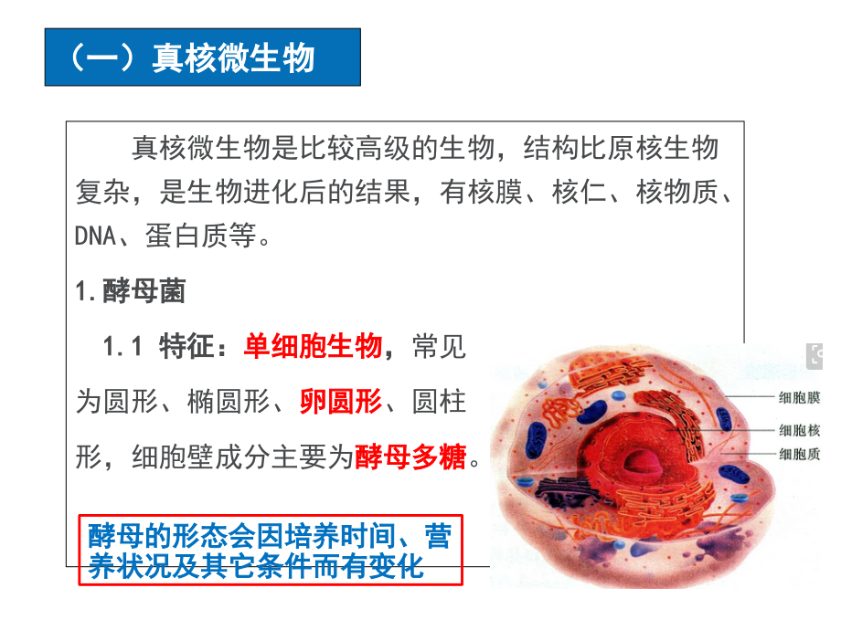 药学微生物-项目三-镜检技术123-微生物形态认识.ppt_第2页
