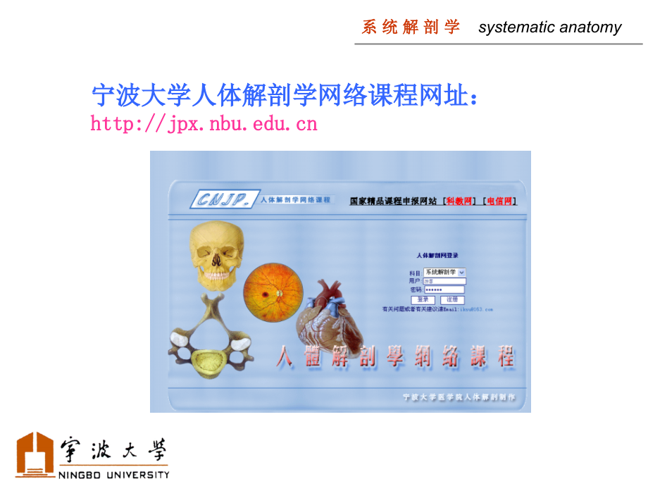 系统解剖学.ppt_第2页