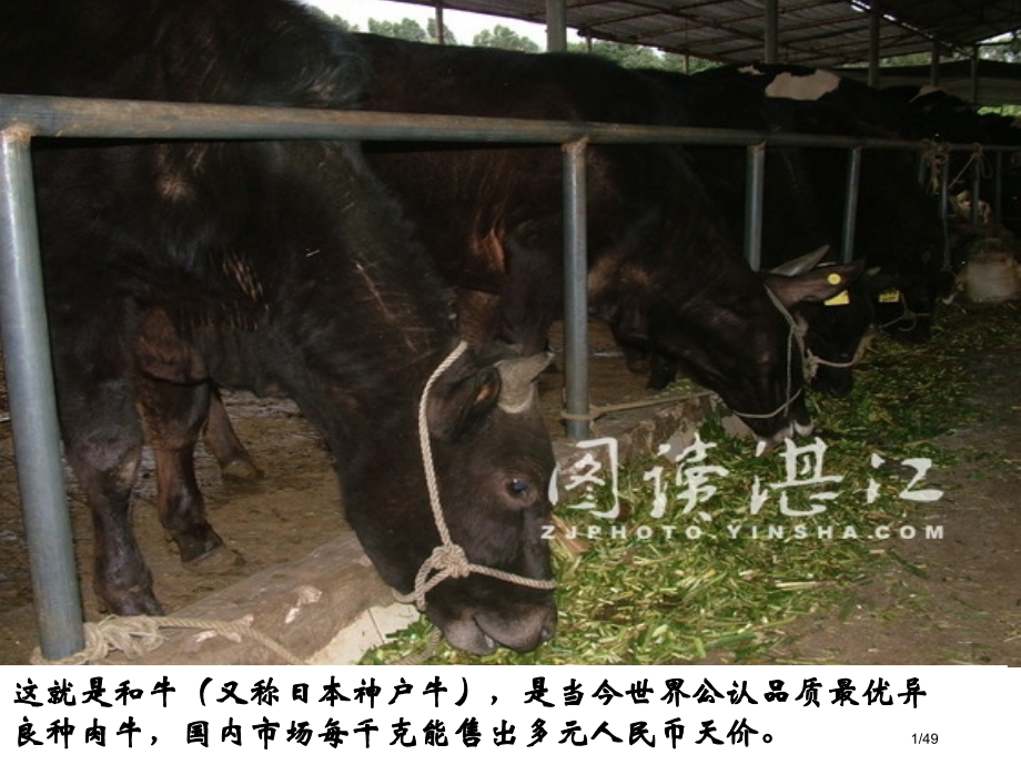 胚胎工程的应用及前景市公开课.pptx_第1页