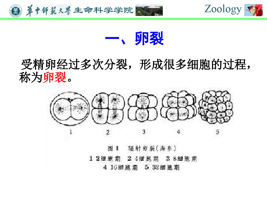 胚胎发育、海绵动物、腔肠动物.ppt_第1页