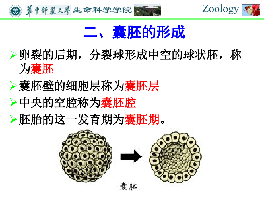 胚胎发育、海绵动物、腔肠动物.ppt_第2页