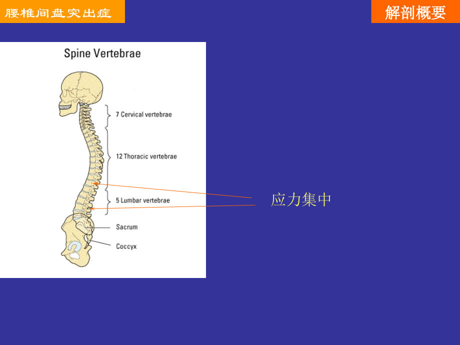 腰椎间盘突出症教学演示稿.ppt_第2页