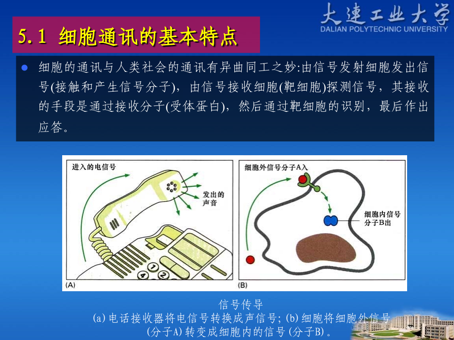 第5章-细胞通讯.ppt_第2页