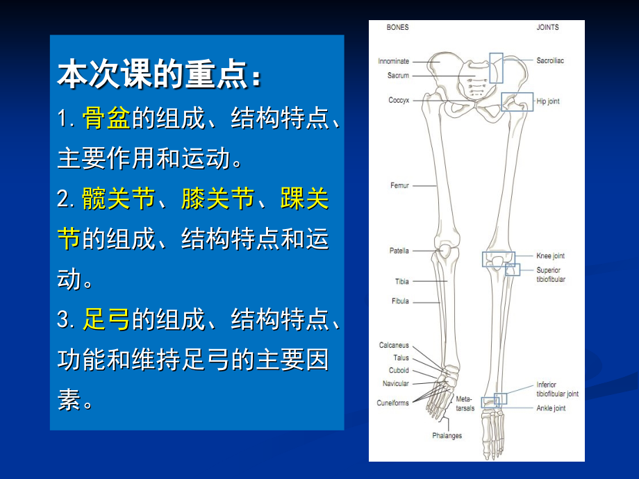第三章-运动系统5.ppt_第2页