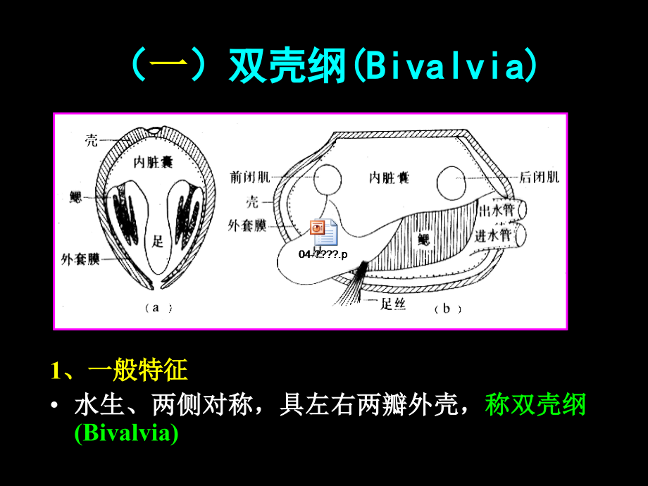 第4章-软体.ppt_第2页