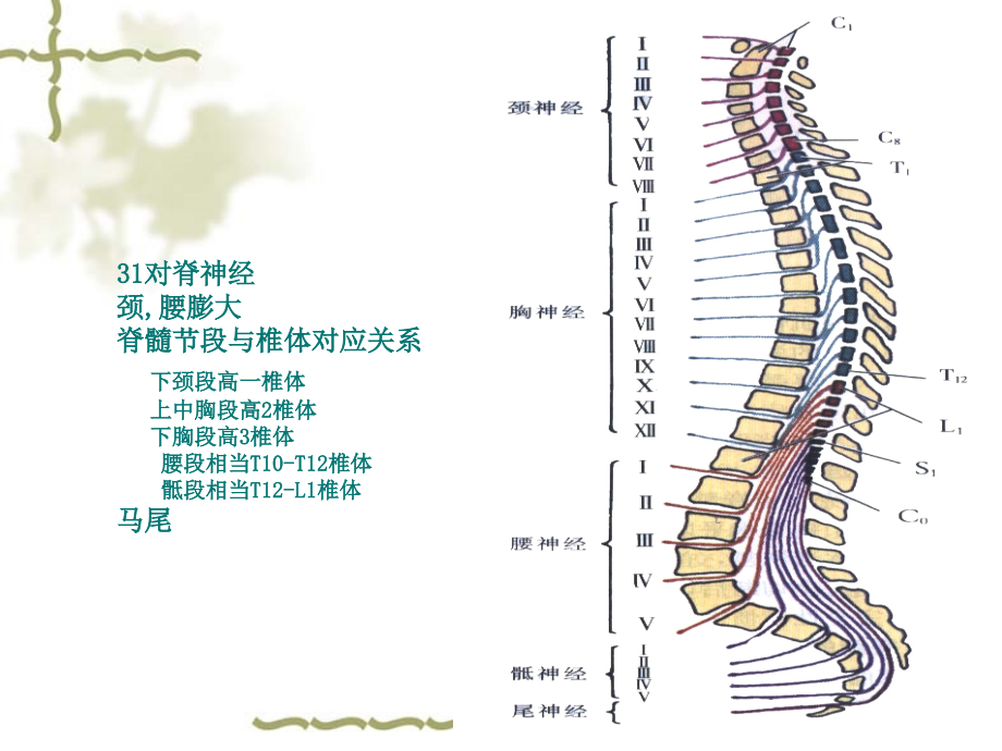 脊髓血管病演示稿.ppt_第1页