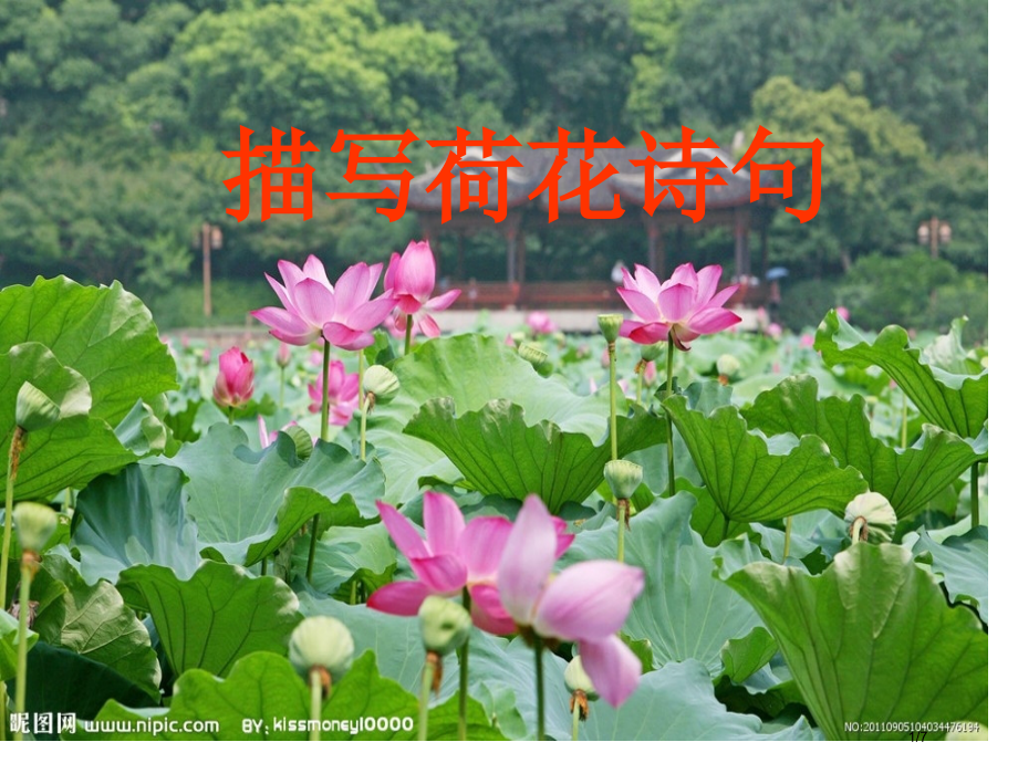 描写荷花的诗句市公开课一等奖省赛课微课金奖课件.pptx_第1页