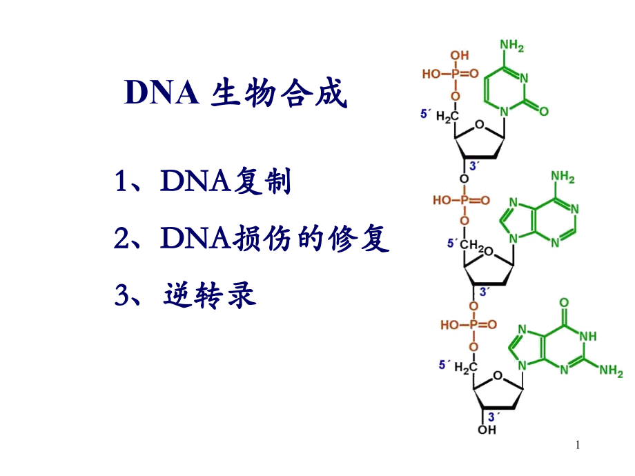 第11章DAN的生物合成-复制.ppt_第1页