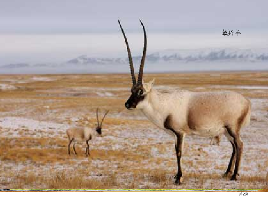 草原上的动物市公开课一等奖省赛课微课金奖课件.pptx_第2页