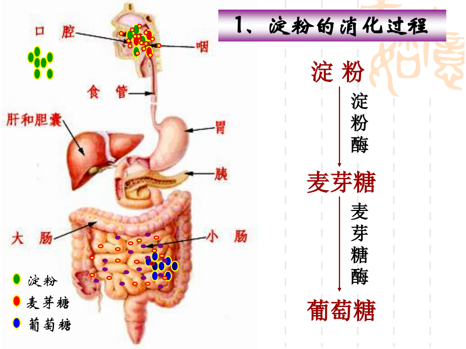 糖类代谢2.ppt_第2页