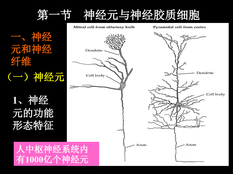 神经系统活动的基本原理1.ppt_第2页