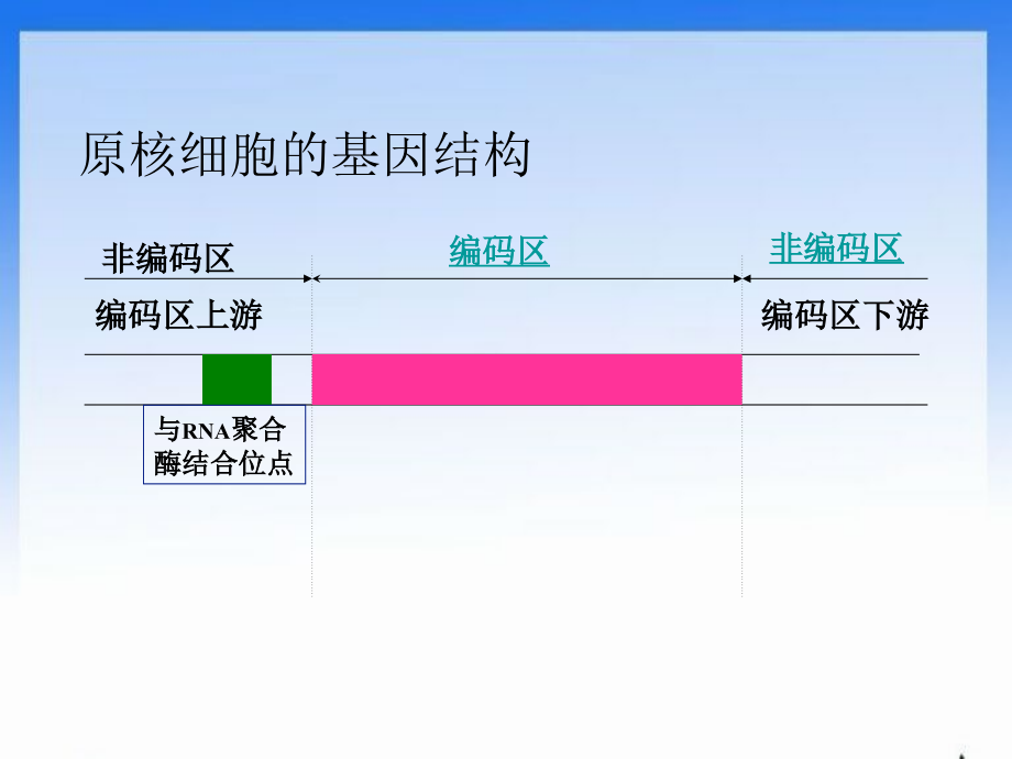 第3章-第2节-遗传信息的表达.ppt_第2页