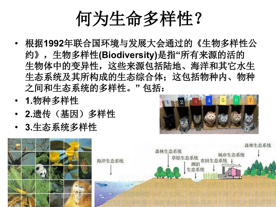生命的多样性.ppt_第2页