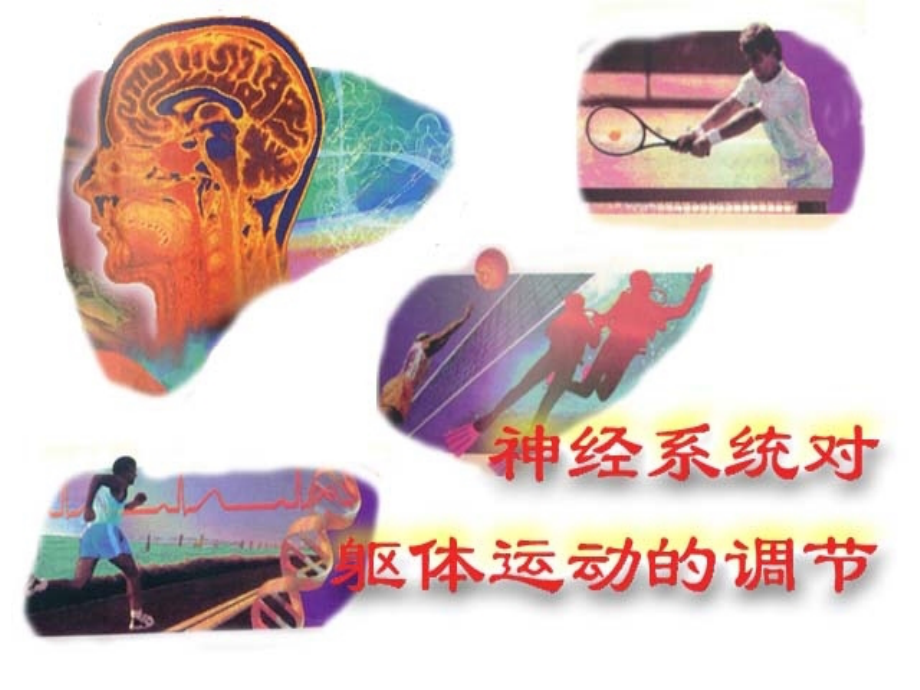 本科生(5年制)第四讲-神经系统.ppt_第1页