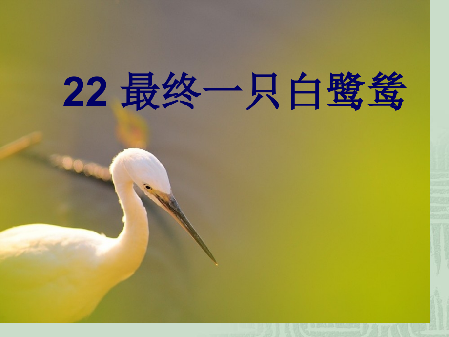 最后一只白鹭鸶市公开课一等奖市赛课金奖课件.pptx_第1页