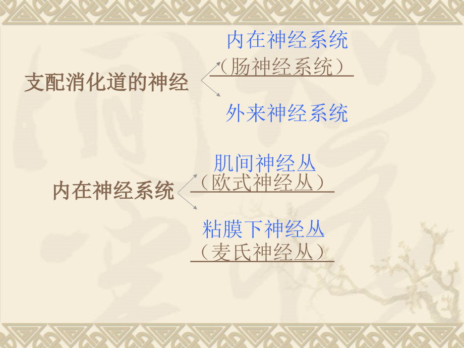 消化道的神经支配.ppt_第2页