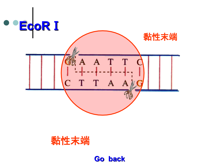 生物：1.2基因工程的基本操作程序(使用).ppt_第1页