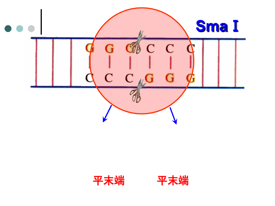 生物：1.2基因工程的基本操作程序(使用).ppt_第2页