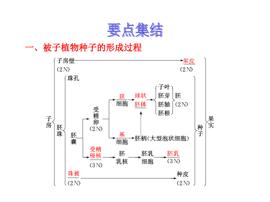 生物的个体发育.ppt_第2页