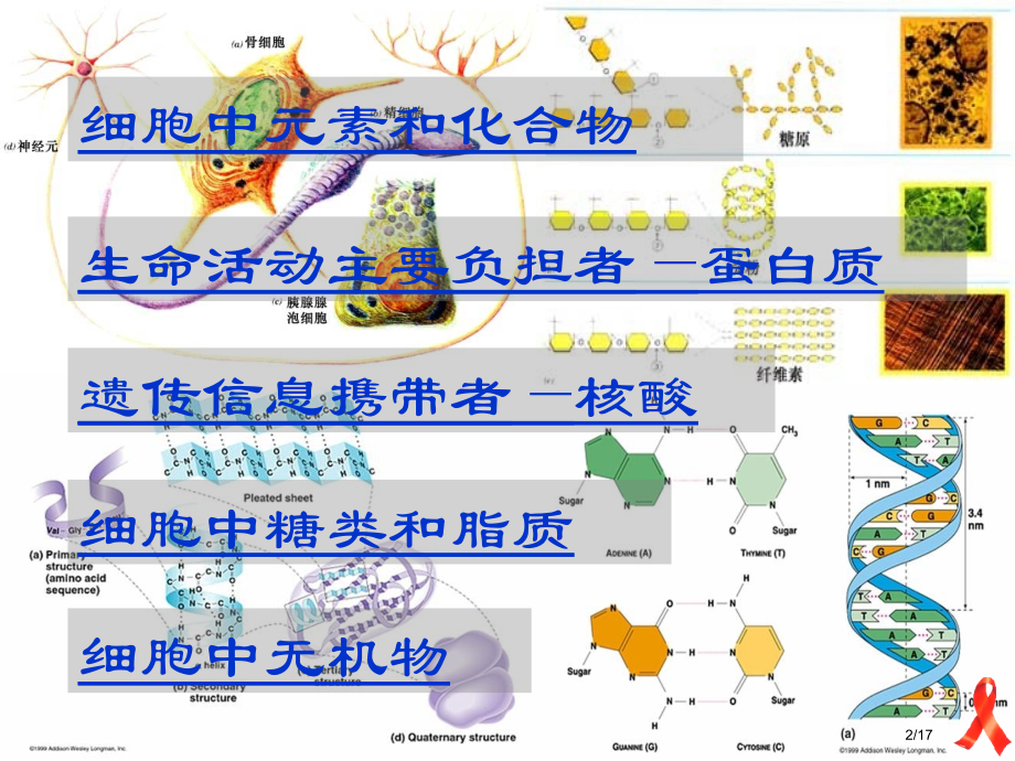 《细胞中的元素和化合物》3.pptx_第2页