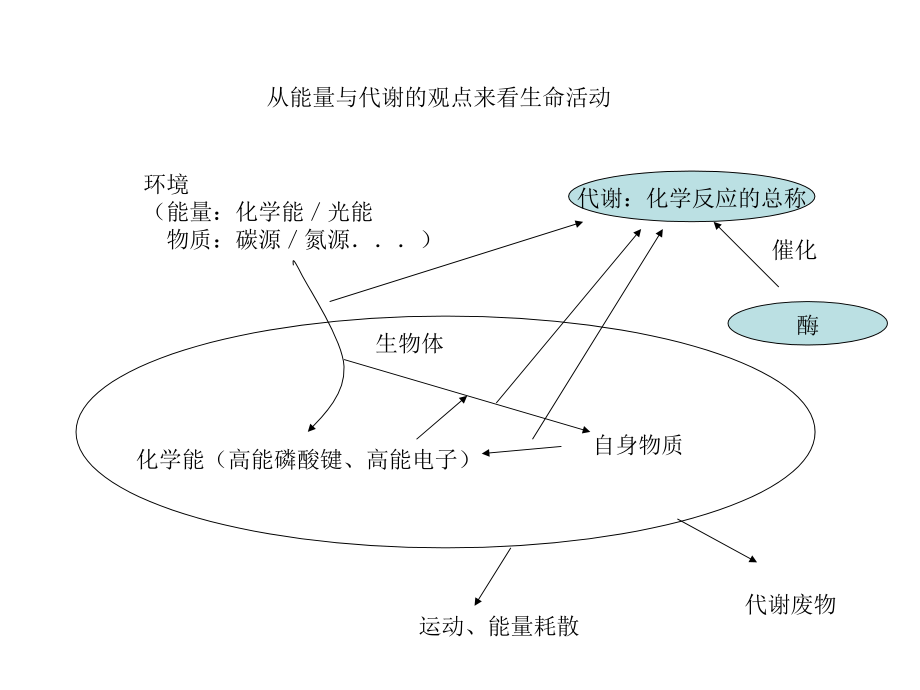 现代生物学导论-03-能量与代谢.ppt_第2页