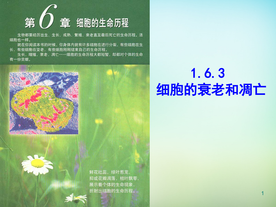 江西省安义中学高中生物-6.3细胞的衰老和凋亡课件-新人教版必修1.ppt_第1页