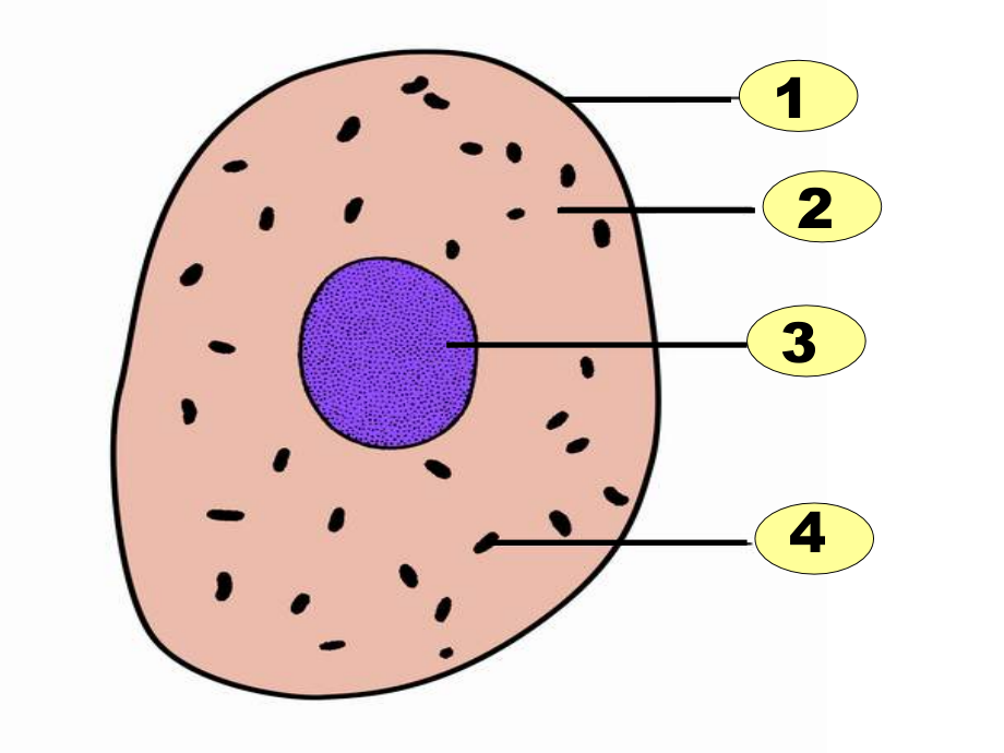 生物期末复习4.ppt_第2页