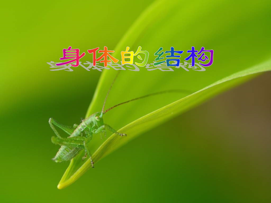 教科版四年级科学上册课件：4.1《身体的结构》课件(1).ppt_第1页