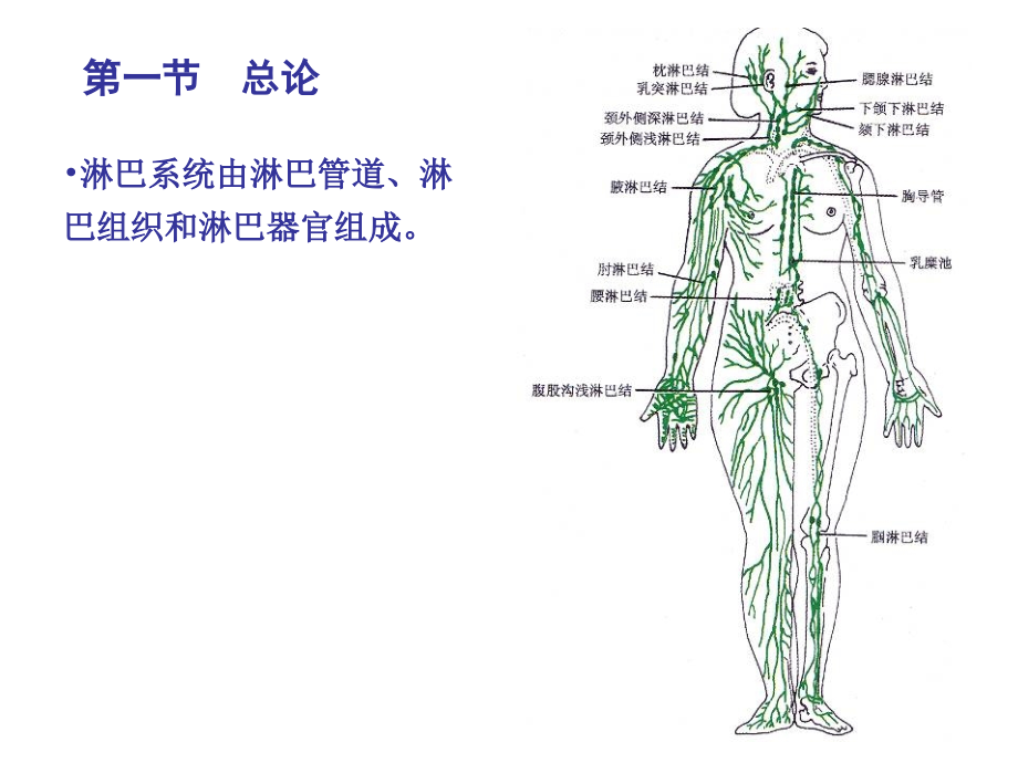 淋巴系统1.ppt_第2页