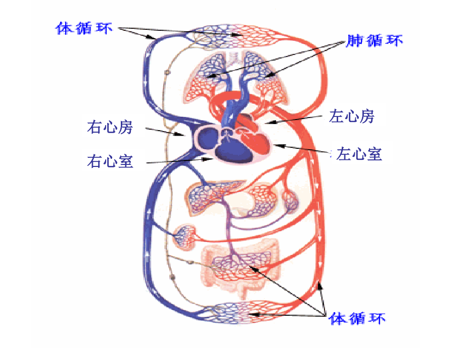 病理学第三章-血液循环障碍.ppt_第2页