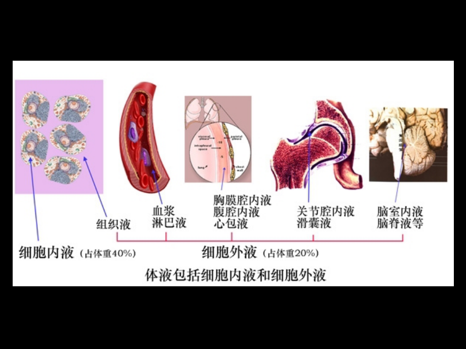 现代基础医学概论(第五章--血液).ppt_第2页