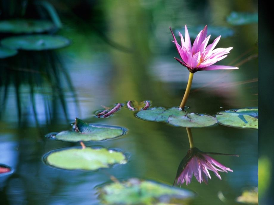 生物与环境的关系(一).ppt_第2页