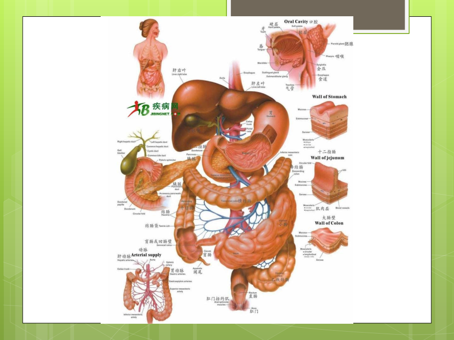 浅尝一点消化系统.ppt_第2页