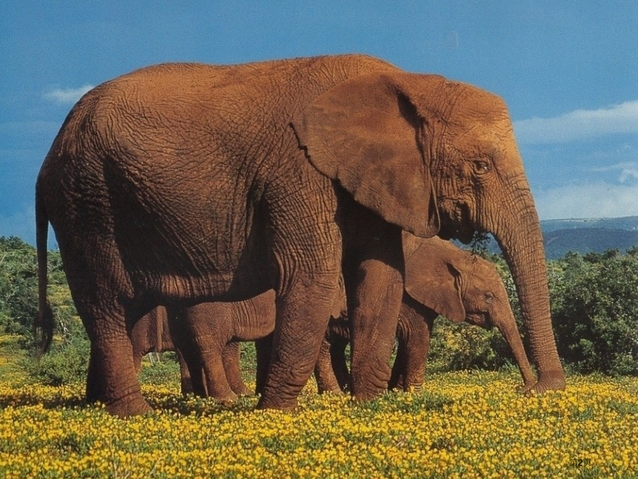 20曹冲称象市公开课特等奖市赛课微课一等奖课件.pptx_第2页